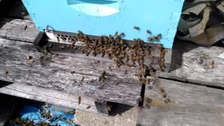 Robber Bees and How To Stop Them