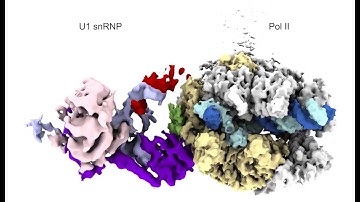 Cryo-EM densities of transcribing Pol II-U1 snRNP complex