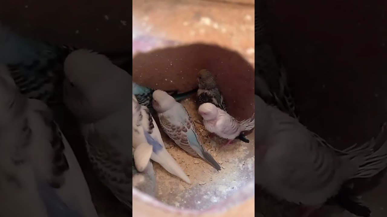 My birds Aviary is live!