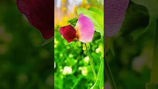 Beautiful Flower View #Flowers #Garden #Shorts #Nature #Beautiful #Viralvideo