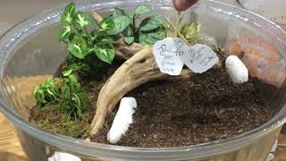 How Nuptial Flights Work