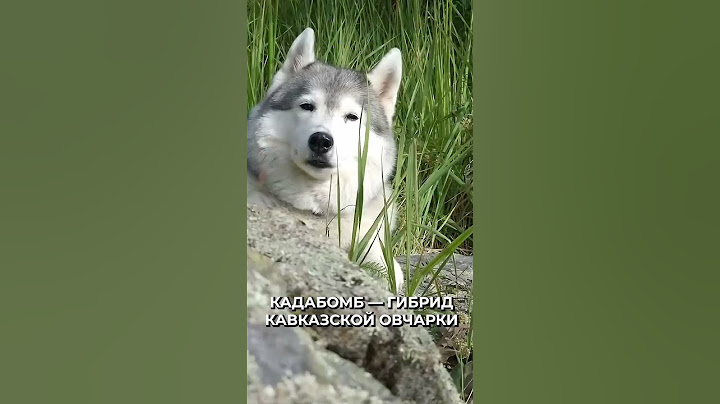 😳 Самый дорогой пес в мире был продан за 5,7 млн долларов #новости