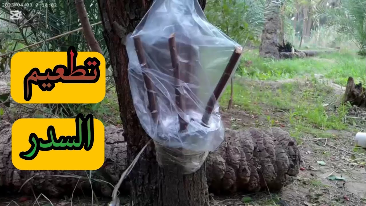 تطعيم السدر