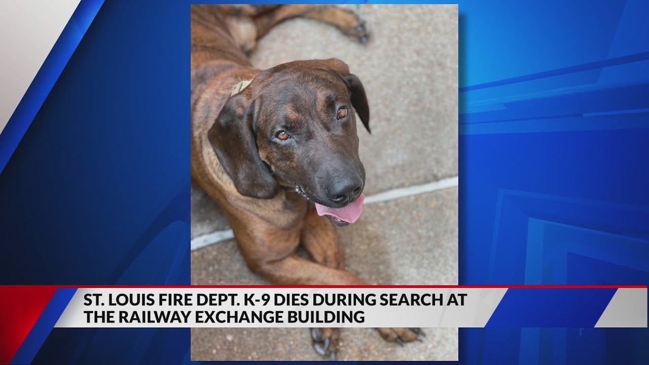 St. Louis Fire Dept. K-9 dies during search