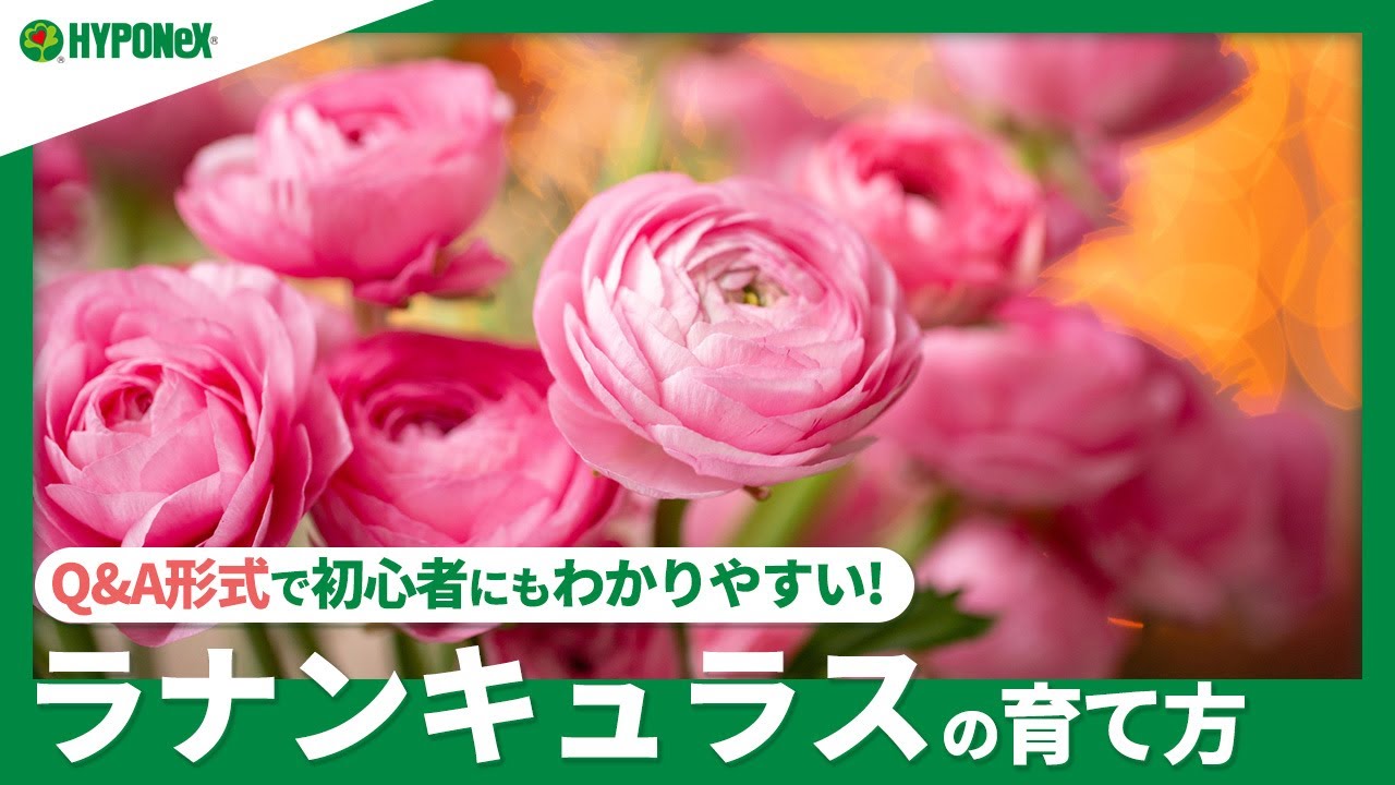 65 ラナンキュラスの育て方 球根から育てるコツ 日々の管理や肥料の与え方 球根の掘り上げ方もご紹介 Plantiaq A 植物の情報 育て方をq A形式でご紹介 Youtube