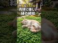 放置で育つ緑の絨毯!猫が喜ぶ春のクラピア庭 #Shorts