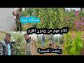 رجعت الشتوية مرة تانية امطار عواصف كلام مهم عن زيتون القزم مسكنا حية تابعوا للاخير