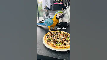 بچم گشنه شده پرنده Birds طوطی Parrot زندگی Cockatiel عروس هلندی Funny 
