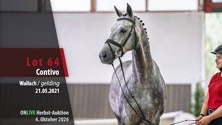 ONLIVE Herbst-Auktion Lot 64 Contivo Wallach v Conthalou - Cassito