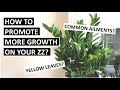How to Promote More New Growth on ZZ Plants? What’s Wrong with Yours? | ZZ Plant Care Tips & Guide