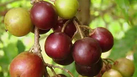 Health Benefits of Governors plum - Flacourtia ind...