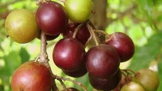 Health Benefits of Governor’s plum - Flacourtia indica