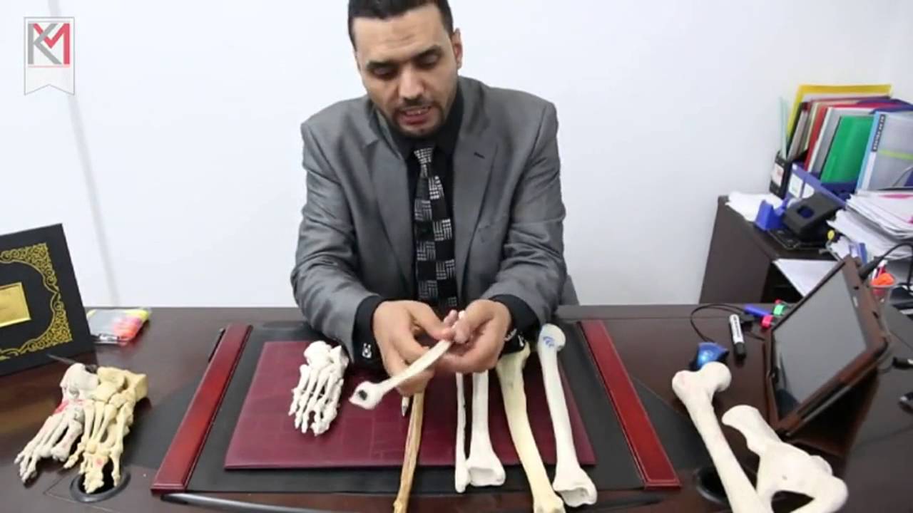 Bones Of The Lower Limb  (Practical Review) By Dr.Khaled Milad