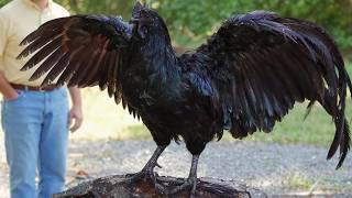Download lagu 25 Most Unbelievable Birds on Earth