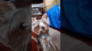 York- szczeknięcie psa