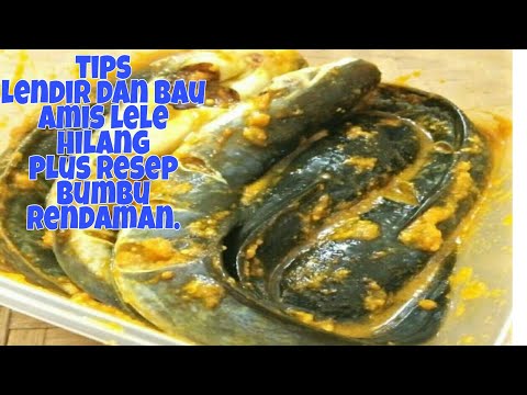 tips menghilangkan lendir dan bau amis lele dan sekaligus resep bumbu rendaman