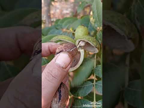 بداية نضوج جوز ثمار البيكان او البقان الامريكي اذا اعجبكم الفيديو لا تنسونا