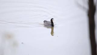 Common Coot a.k.a. Eurasian Coot (Hussain Sagar, Hyderabad)