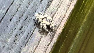 Don't like rainy day spider screenshot 4