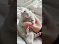 ファンシーラットは、ドブネズミなんかじゃない！