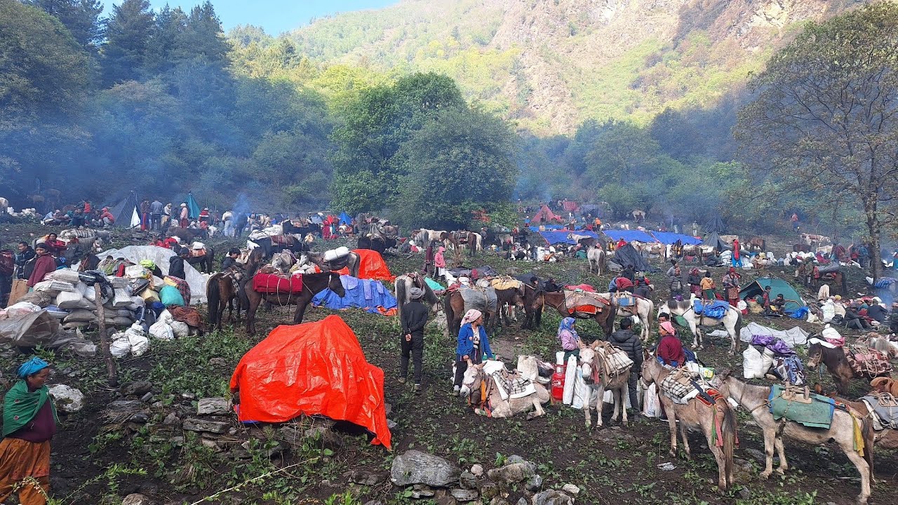 A crowd of Nepali people flocked to Dolpa to search for Yarsagumba.