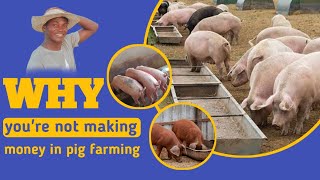 Reason WHY you're not making so much MONEY in pig farming by AniBusiness 2,724 views 4 months ago 19 minutes