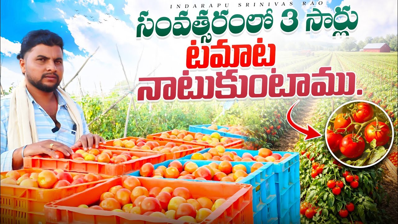 Tamata Cultivation In Telugu || Crafting Tamata || టమాట సాగు.