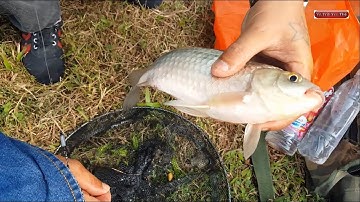 Đi câu cá rô phi lớ ngớ bắt được mấy con cá diếc cụ