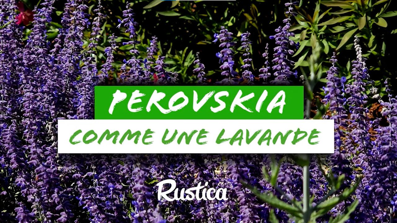 🌿 Perovskia : L’alternative rustique à la lavande ! 🌸