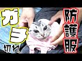 防護服にガチ切れ！？激おこアメショ猫【避妊手術へ向けて】