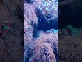 Finding Nemo fish. Amphiprion ocellaris. The clownfish group.