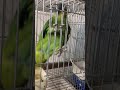 ذكاء ببغاء البلوفرونتد امازون Smart Blue Fronted Amazon Parrot 