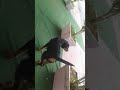 Rottweiler mp3