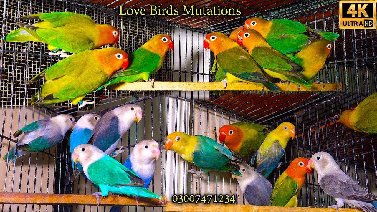 Lovebirds Mutation Parrot 400 Hundred Breeding Parrots Bard at Setup