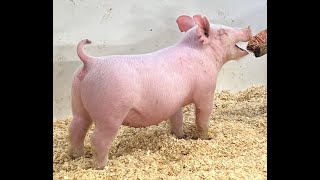 14-2 Cross Gilt