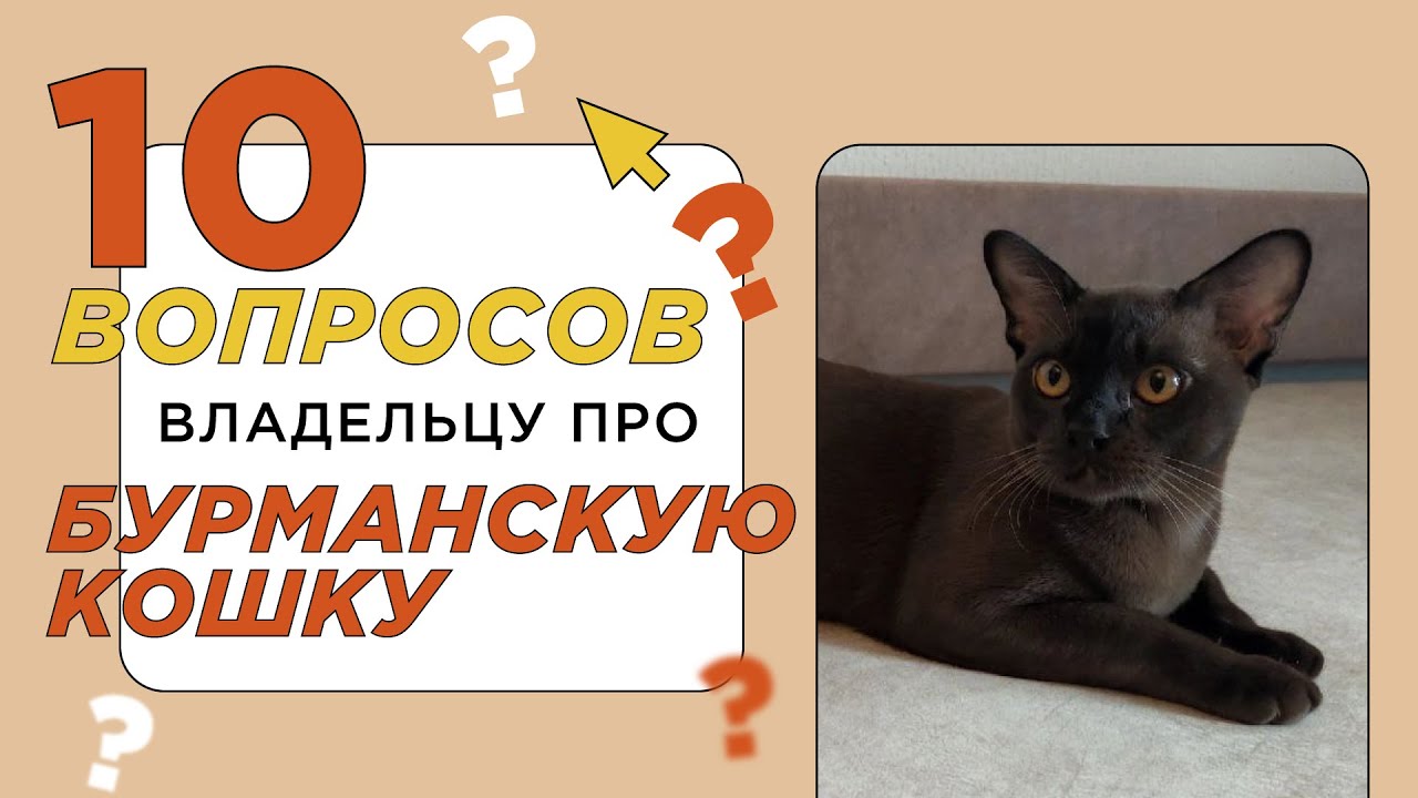 10 вопросов владельцу про породу бурманская кошка (кошка бурма): характер и  отношение к людям - YouTube
