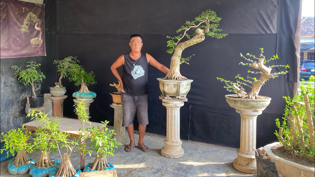 REVIUW BERBAGAI BAHAN BONSAI ABANGKU NOTA COCOK UNTUK PEMULA MINAT WA 085150612663