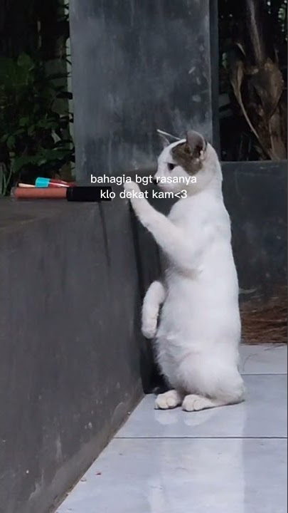STORY WA 8 DETIK