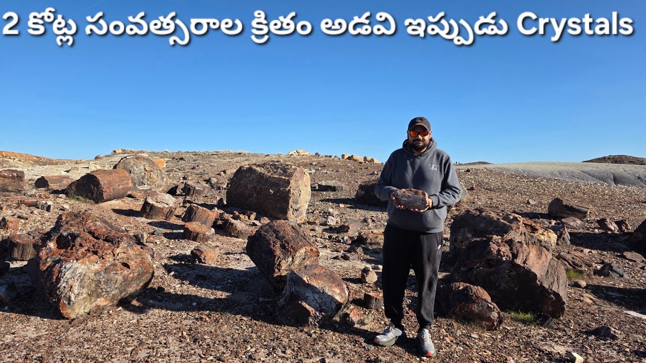 రాళ్లుగా మారిపోయిన చెట్లు, Trees that turned into Crystals, Dinosaurs DNA, Phoenix, USA telugu vlogs