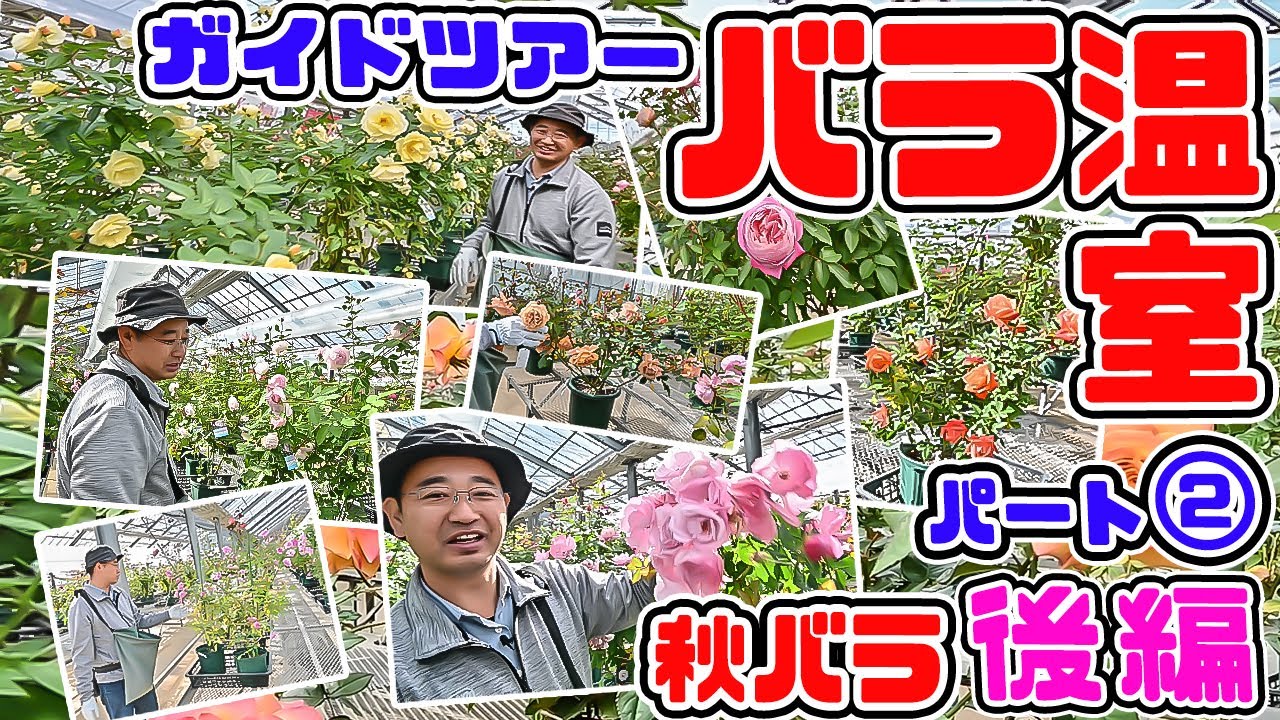 【🌹バラ温室ガイドツアー🌹】グル～っと広い温室をバラ専門店店長と見て回わりましょう♪②【那須ヒロガーデン 高木大輔さん】