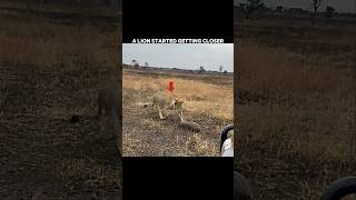 The Lion Picked the Wrong Pangolin! #trending #animals #wildlife #youtubeshorts #lion