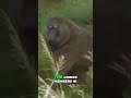 Baboon Boss Molos' Asserting Dominance on the Jungle!