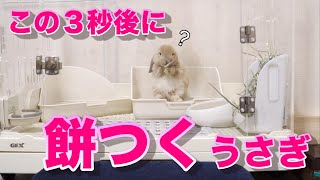 たれみみ赤ちゃんうさぎのお餅をつく動画 #004