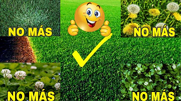 ¿Se puede fumigar contra las malas hierbas en el césped recién sembrado?