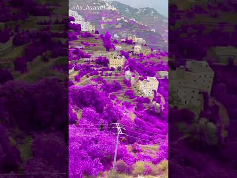 جنوب السعودية جمال ابها شجر جميل في ابها الجنوب السعودية
