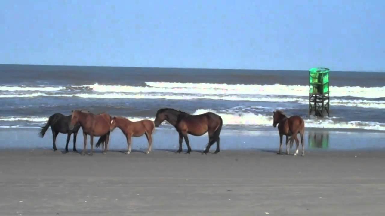 Corolla Wild Horses On Beach Jeep Tours You Corolla Wild Horses On Beach Jeep Tours