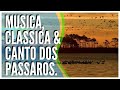22) MUSICA CLÁSSICA COM CANTO DOS PÁSSAROS