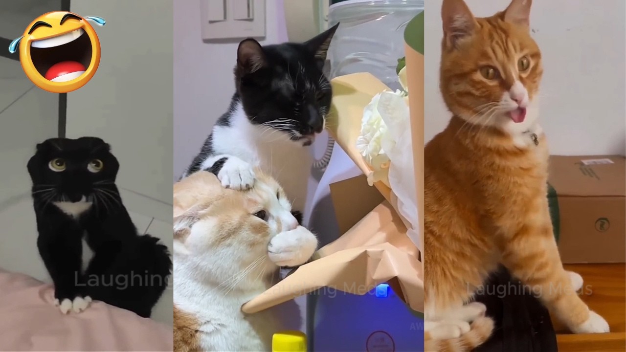 Funny Cats compilations funniest cats unhinged #cats
