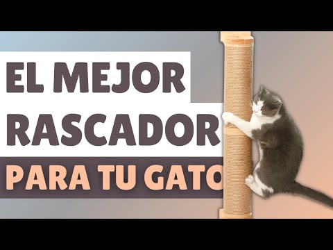 Video: ¿Por Qué Mi Gato… Ama Los Punteros Láser?