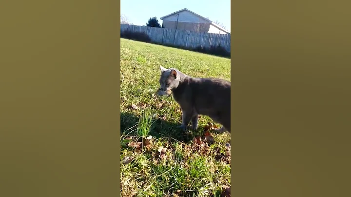 Odie Catches A Mouse